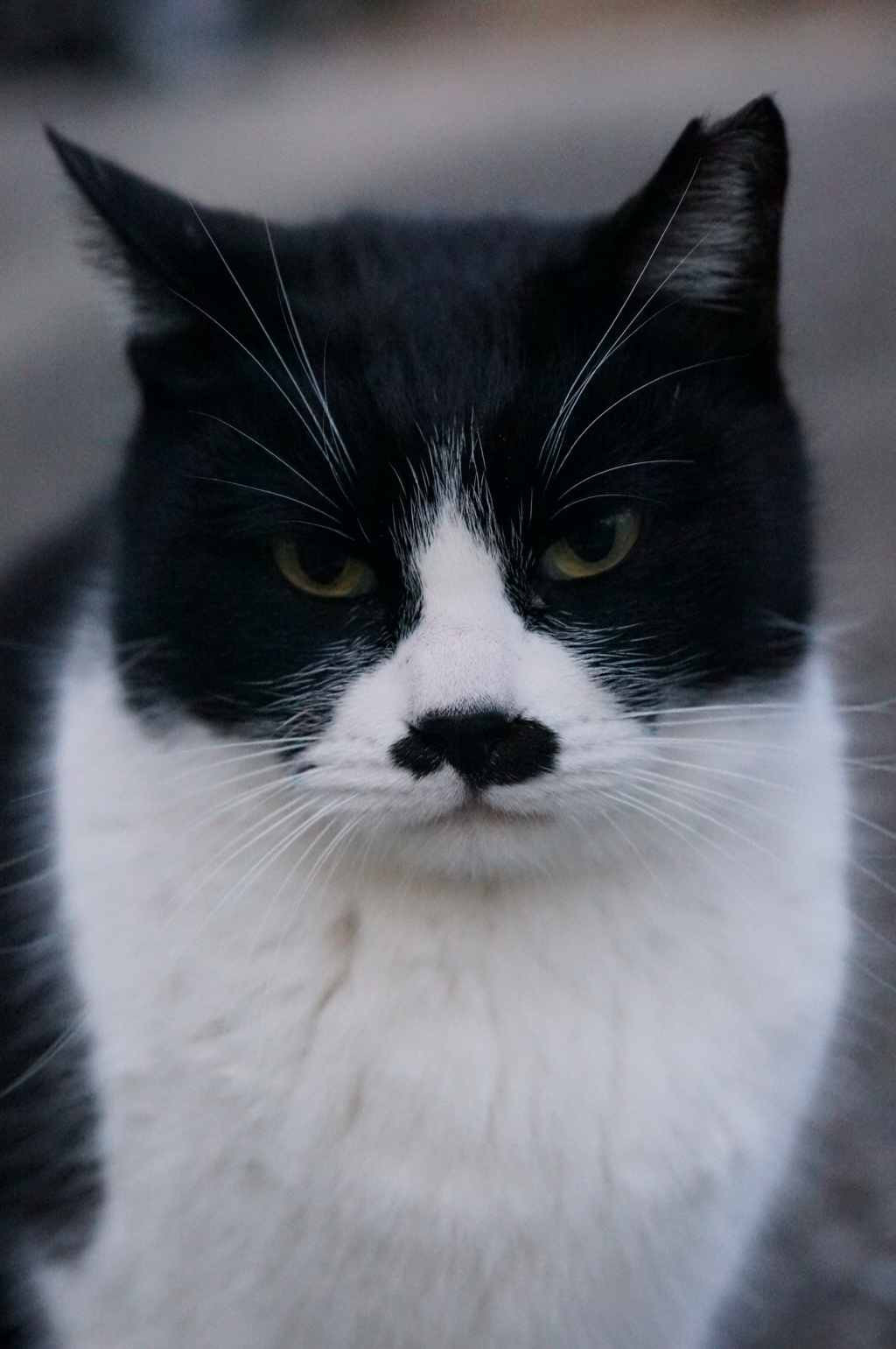 2018 ご近所猫_035