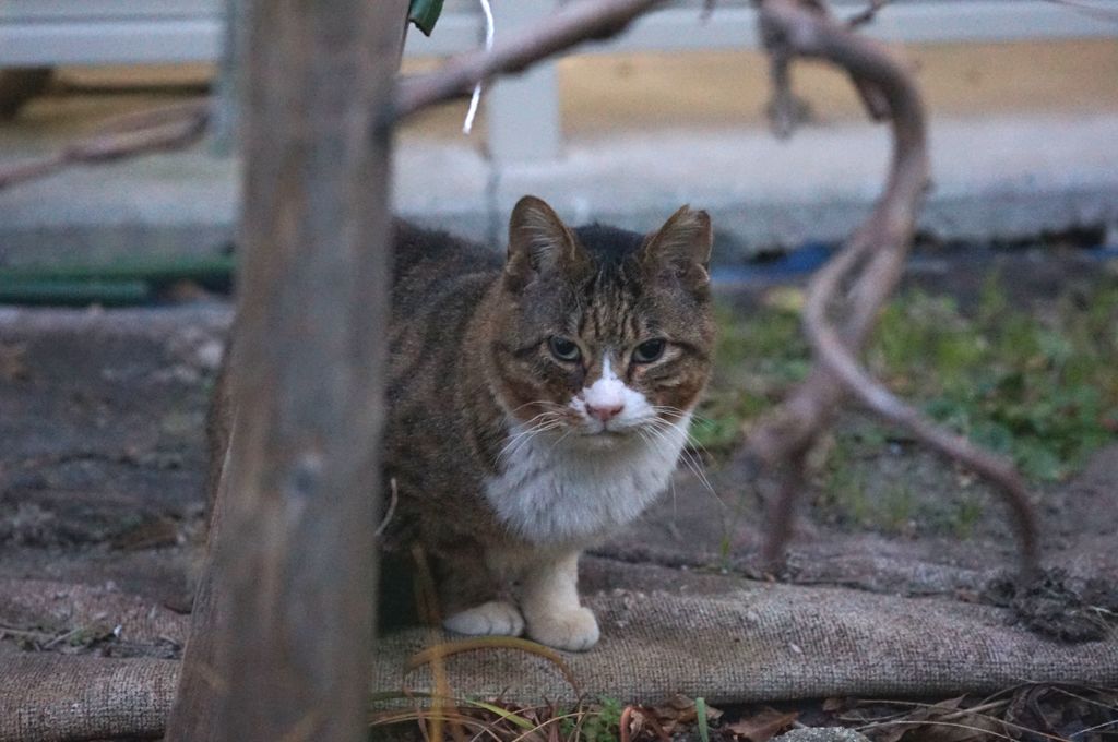 12月20日・朝のご近所猫①