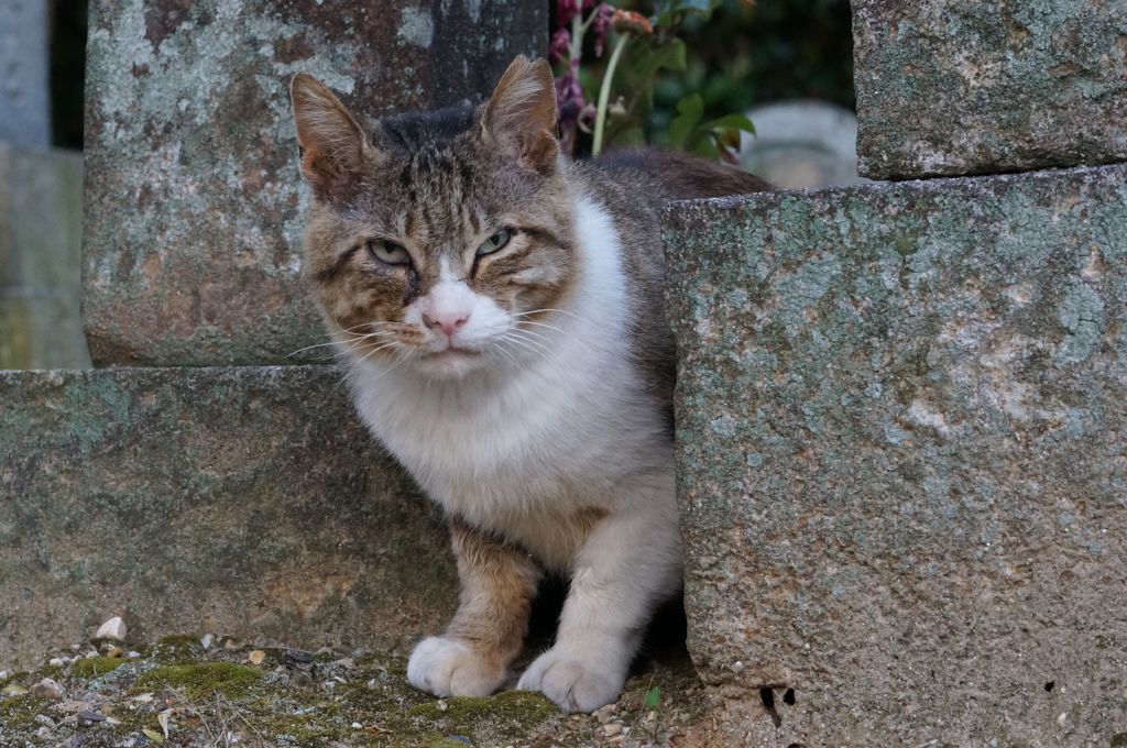 2018年 ご近所猫_165