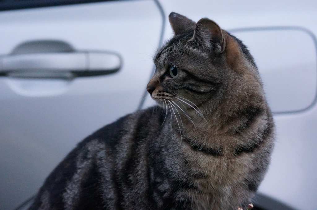 11月17日・朝のご近所猫②