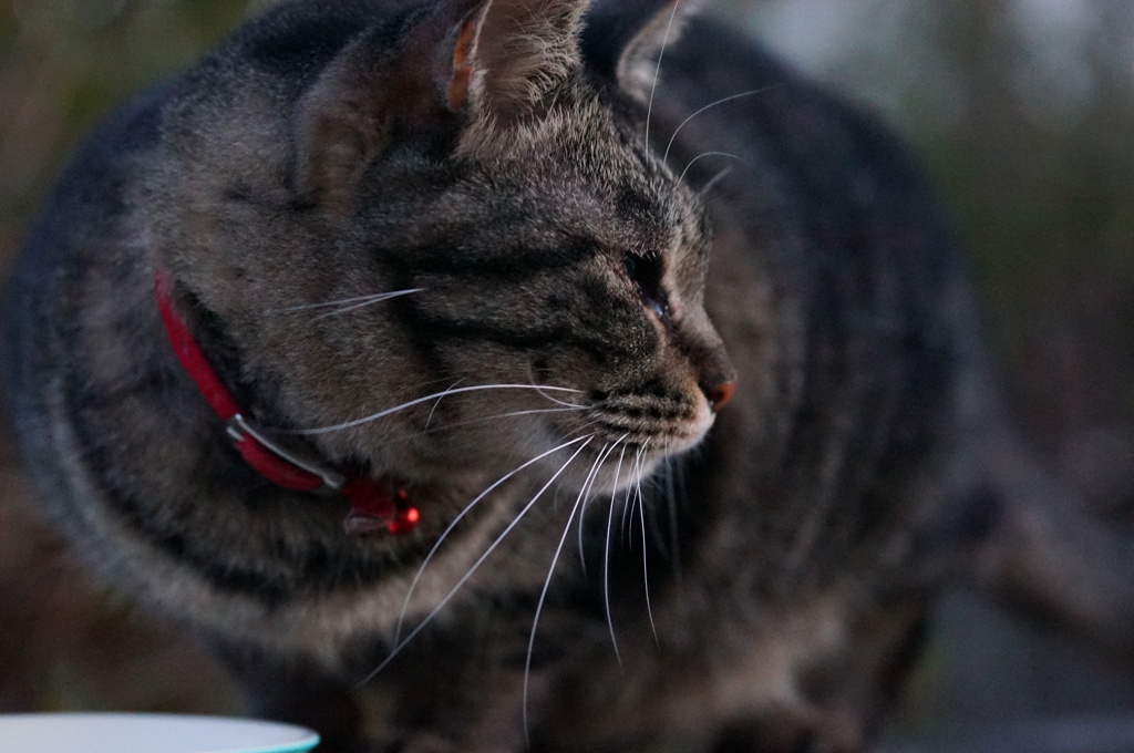 2018 ご近所猫_047