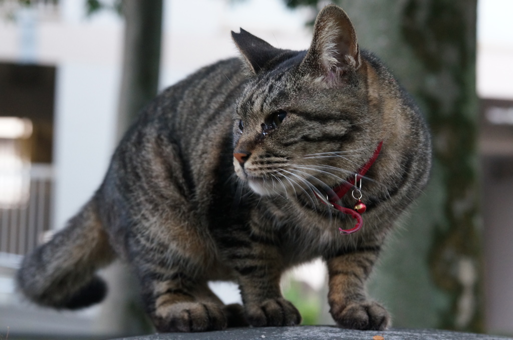 2018年 ご近所猫_211