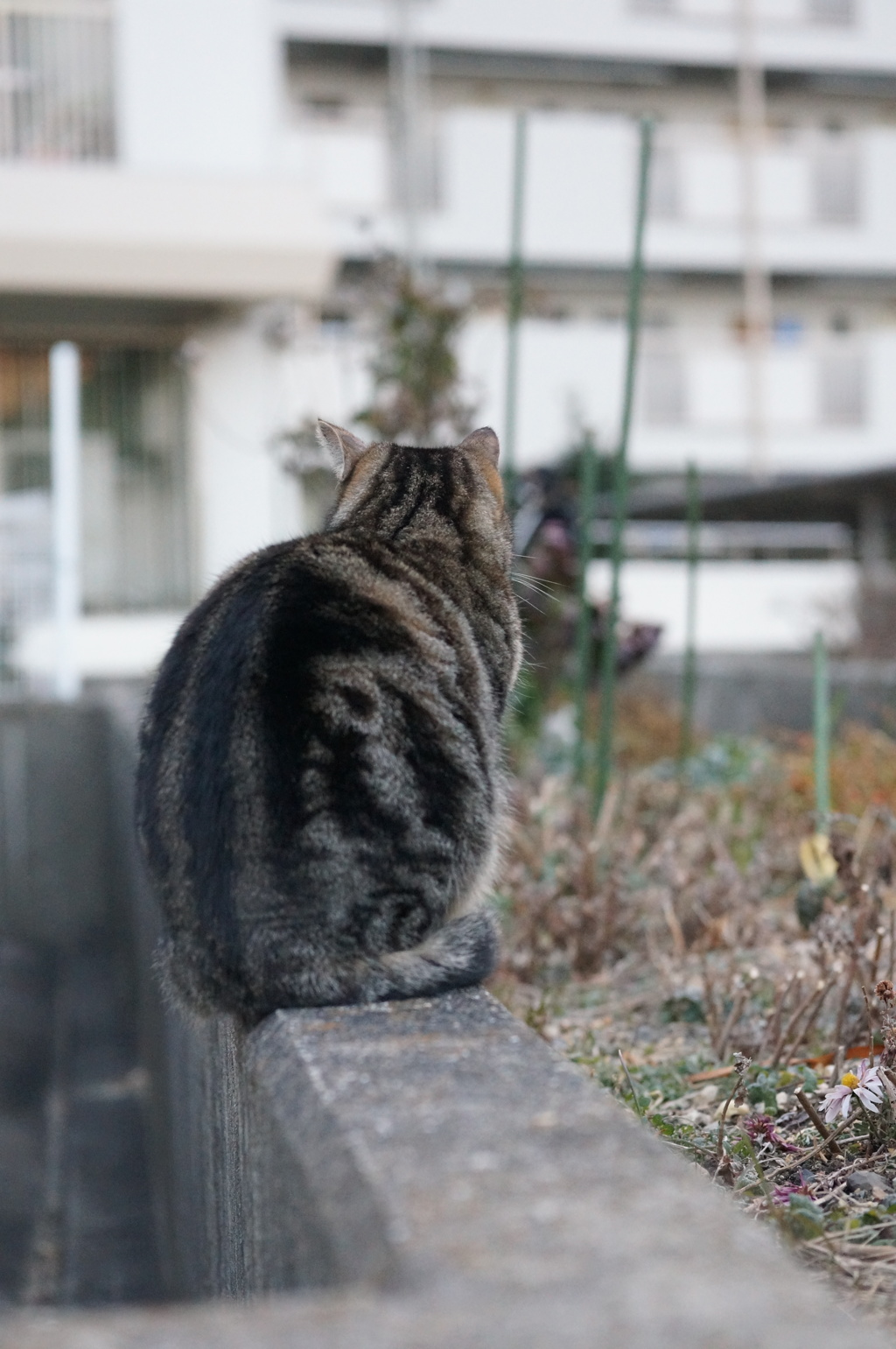 2018 ご近所猫_041