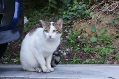 10月5日、朝のご近所猫①