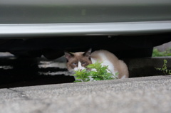 10月24日、朝のご近所猫 ②