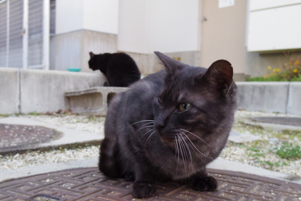 11月19日・朝のご近所猫①