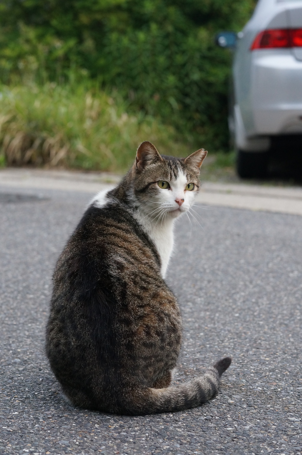 2018年 ご近所猫_222