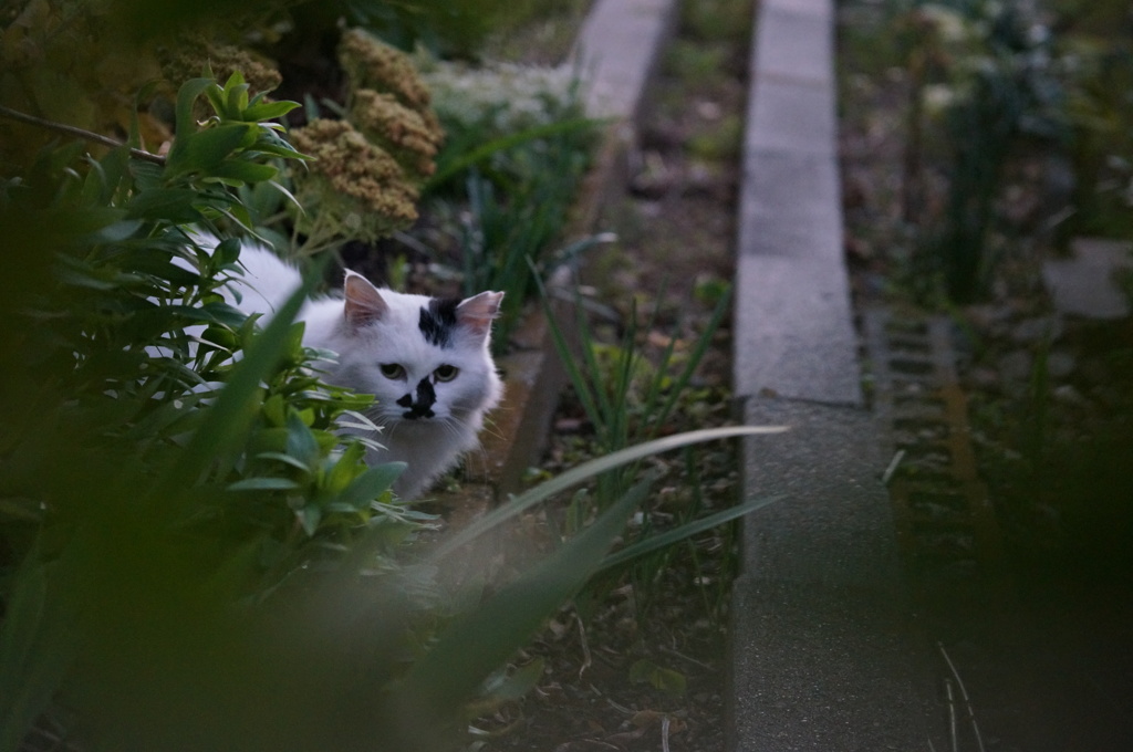 11月2日・朝のご近所猫①