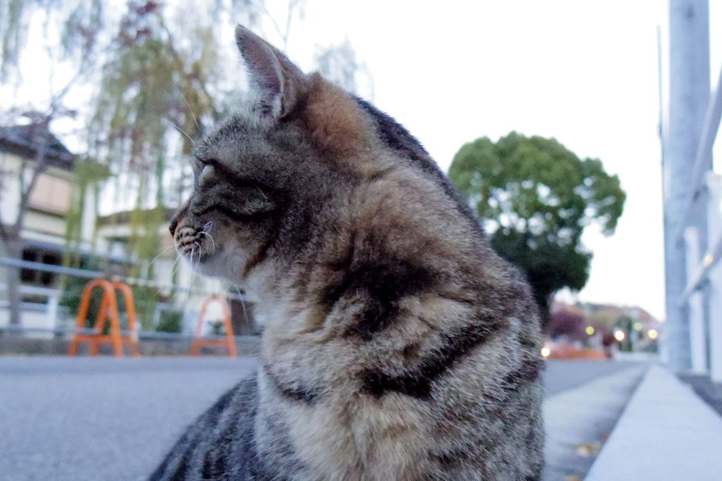 12月10日・朝のご近所猫②