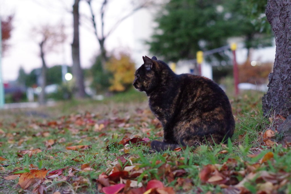 12月2日・朝のご近所猫②