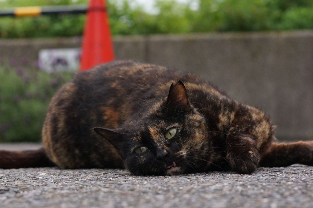 2018年 ご近所猫_186