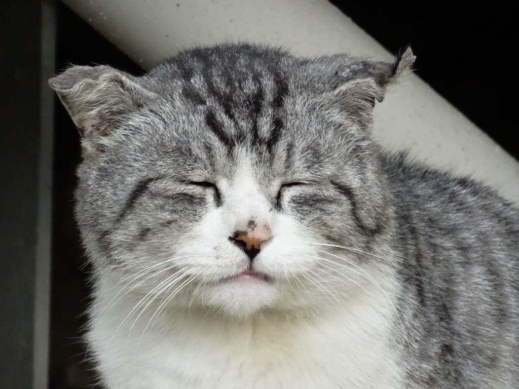 笑顔