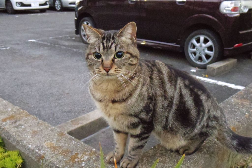 12月6日・朝のご近所猫①
