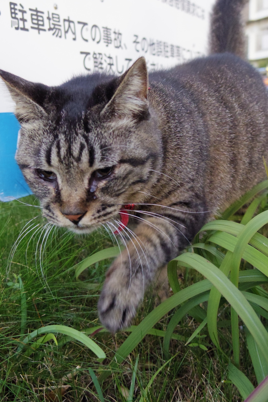 11月19日・朝のご近所猫②