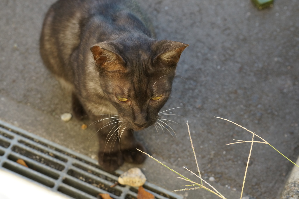 朝、逢った猫 9月13日 (4)
