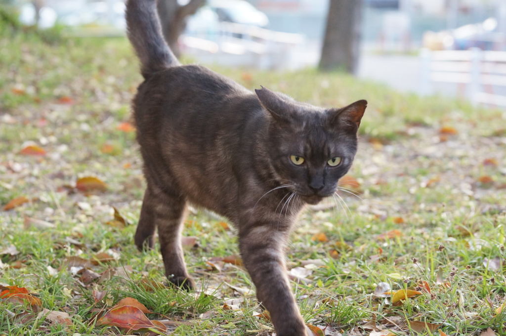 2018年 ご近所猫_140