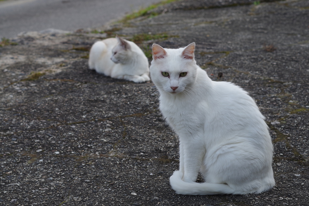知人宅で、逢った猫達 (8)
