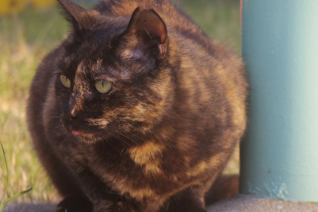 朝散歩でよく会う猫（2）