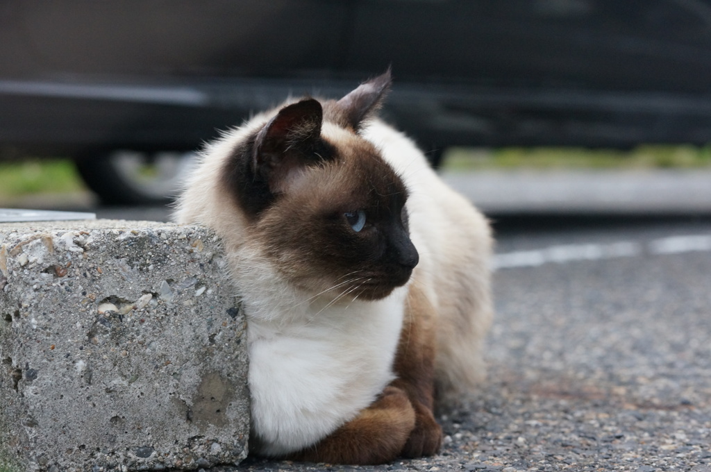 2018年 ご近所猫_250