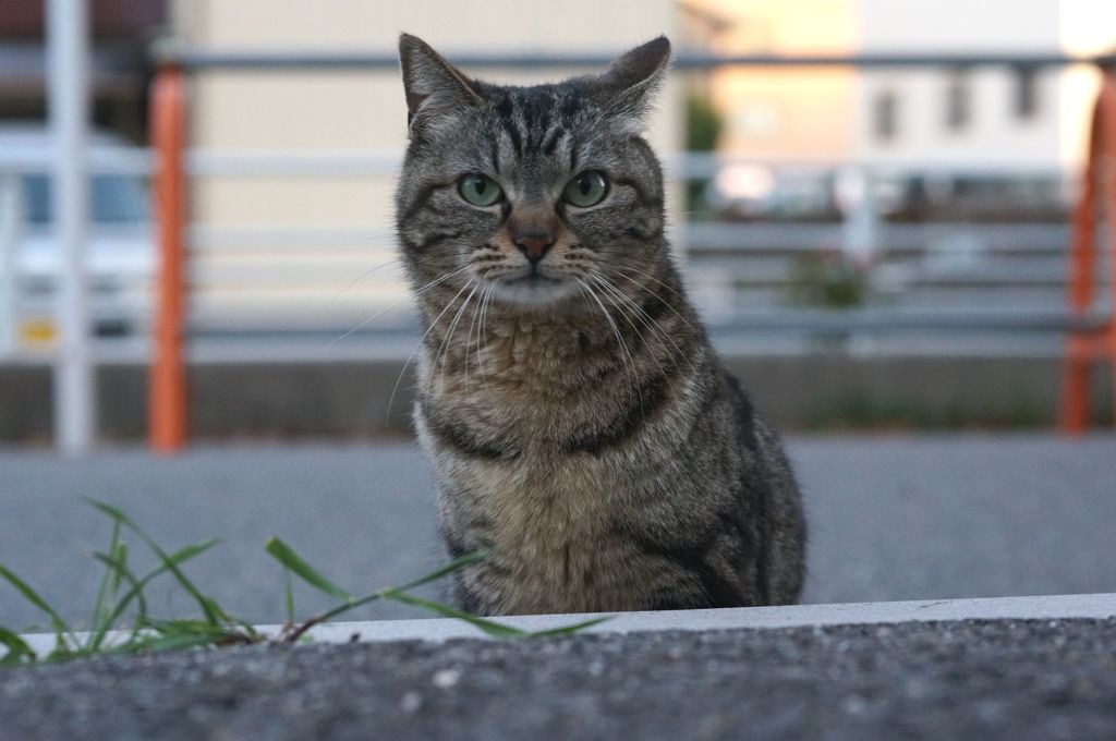 2018年 ご近所猫_127