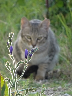 花に興味な猫