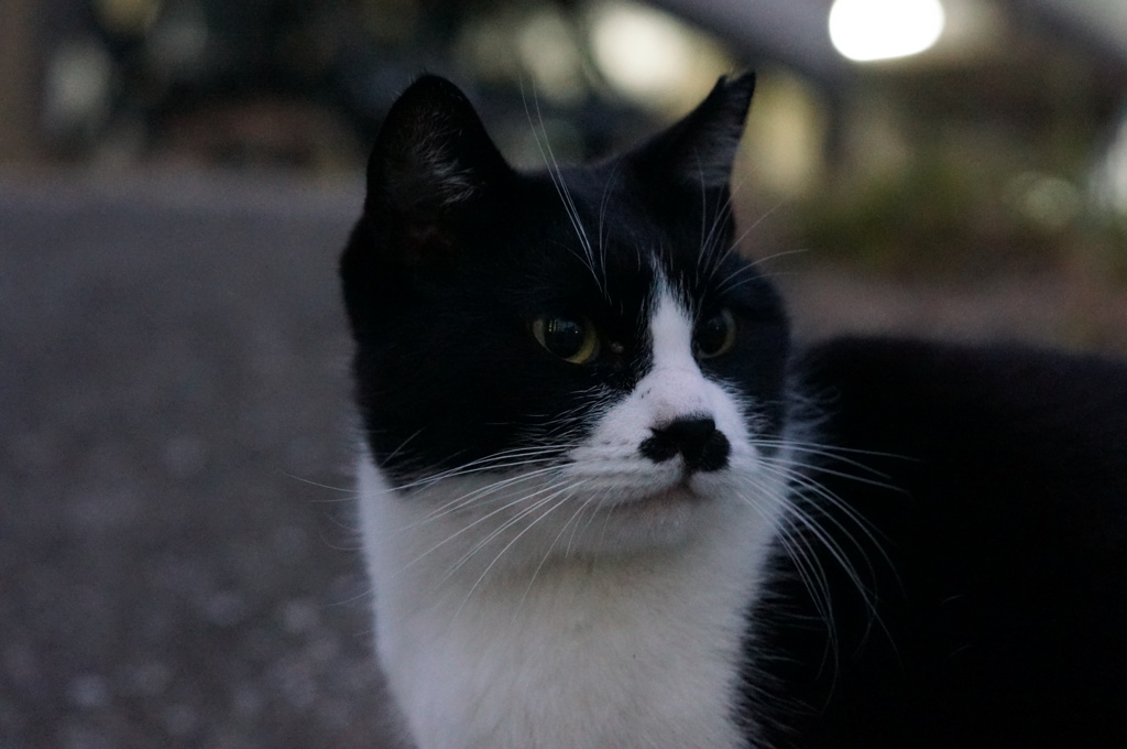 11月30日・朝のご近所猫①