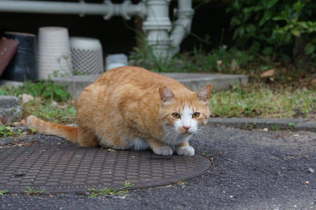 2018年 ご近所猫_240