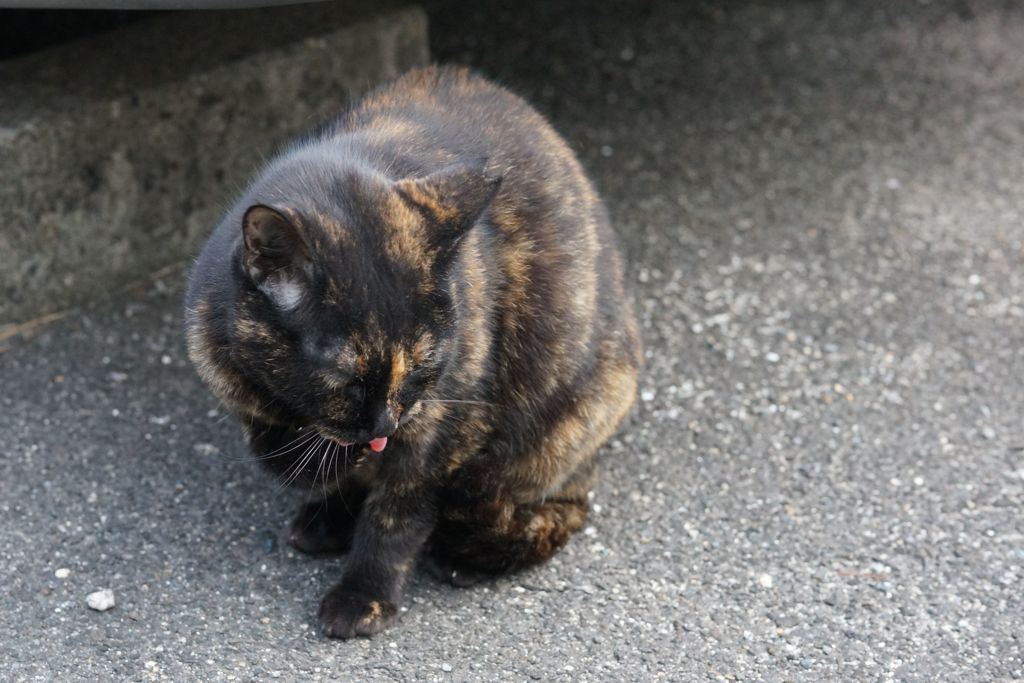 10月5日、朝のご近所猫②