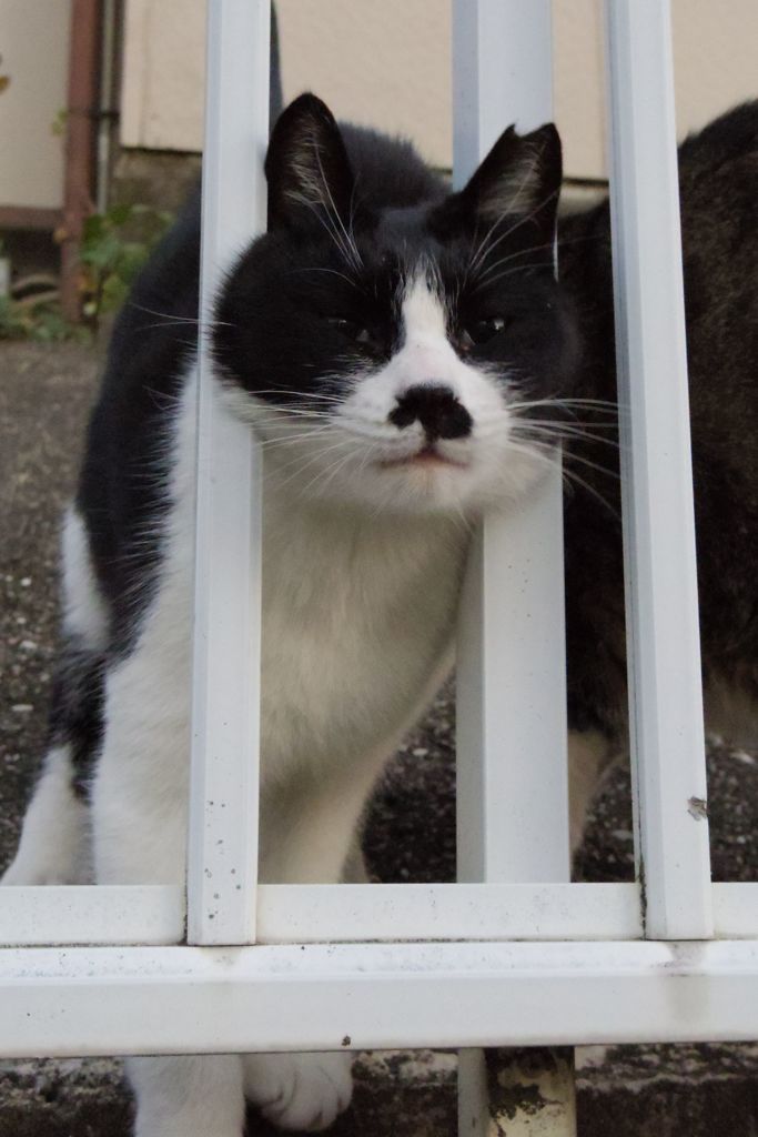 10月1日朝の、ご近所猫