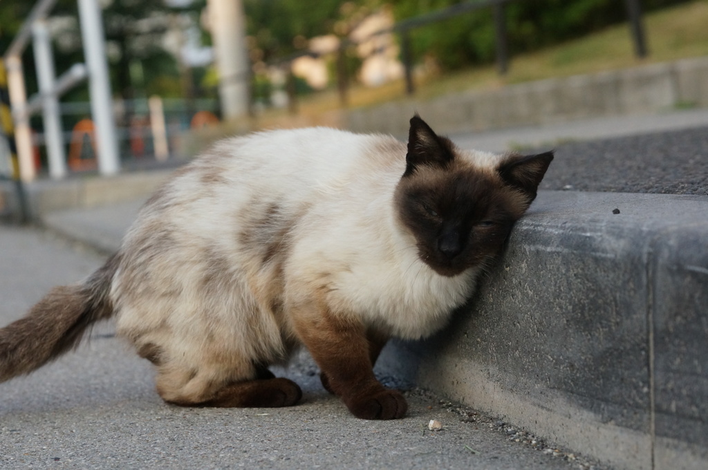 2018年 ご近所猫_230