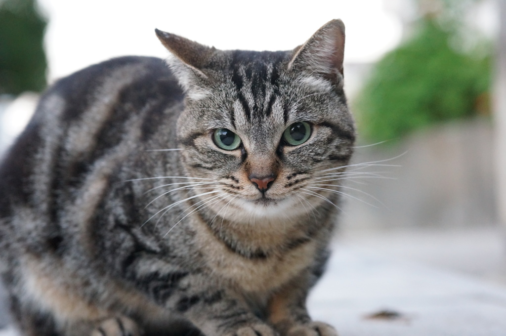 11月9日・朝のご近所猫②