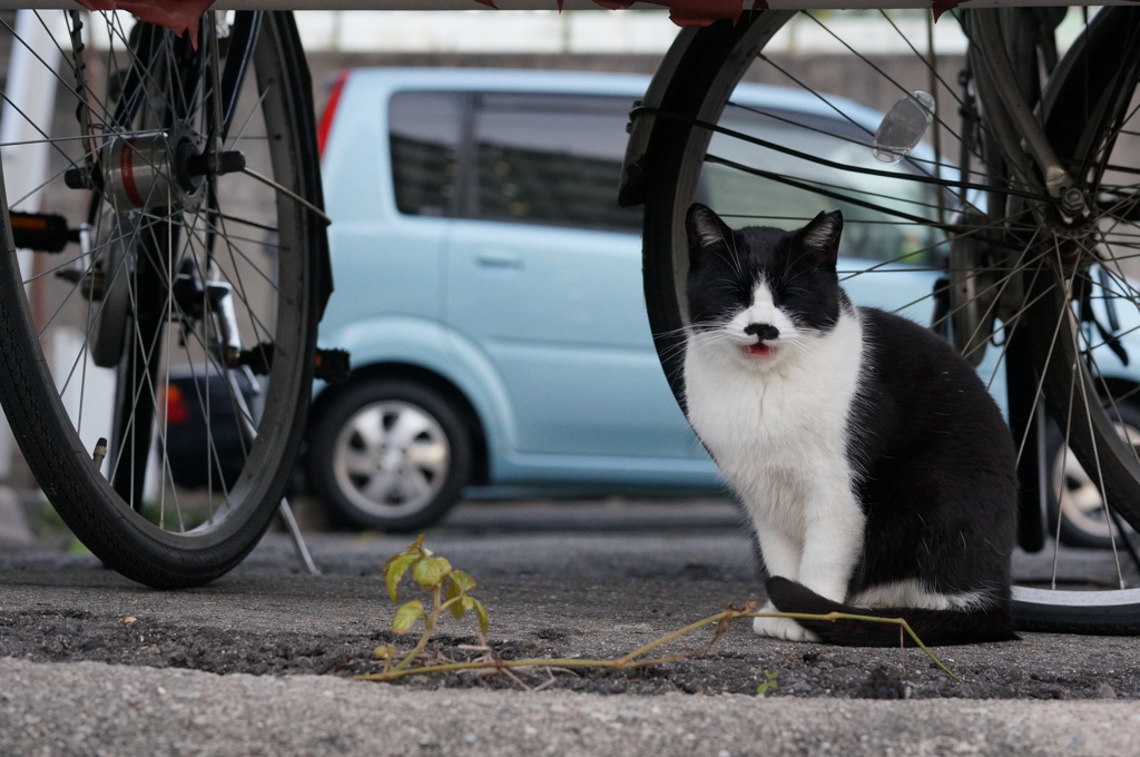 11月28日・朝のご近所猫①