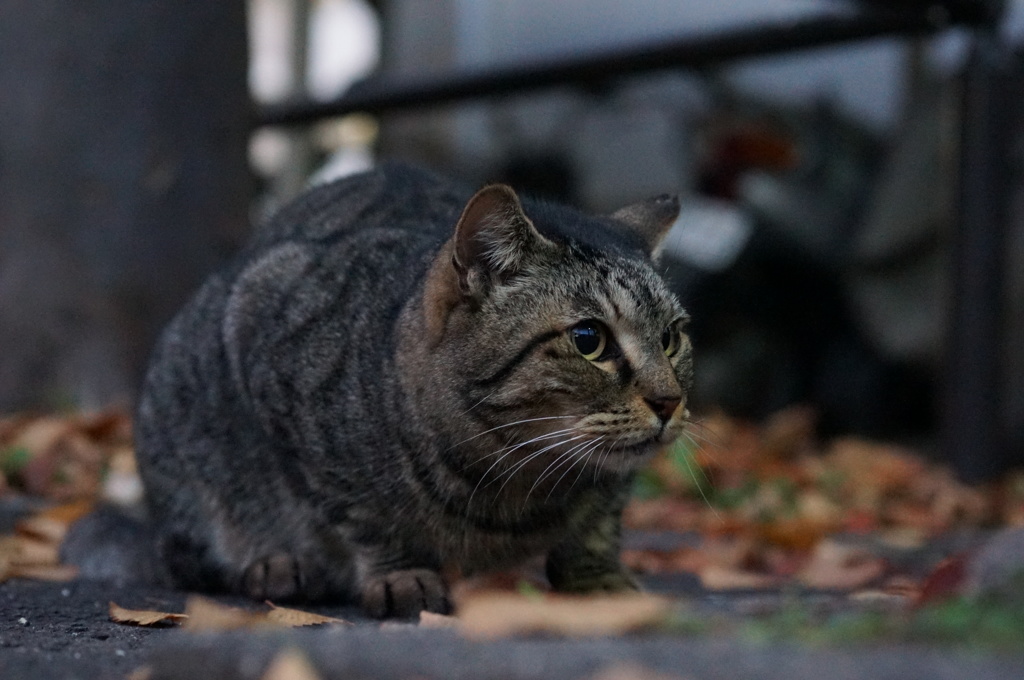 12月5日・朝のご近所猫①