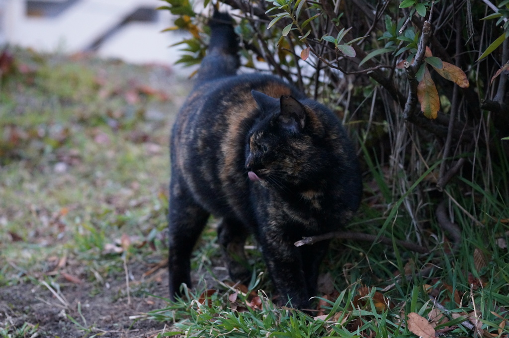 2018 ご近所猫_003