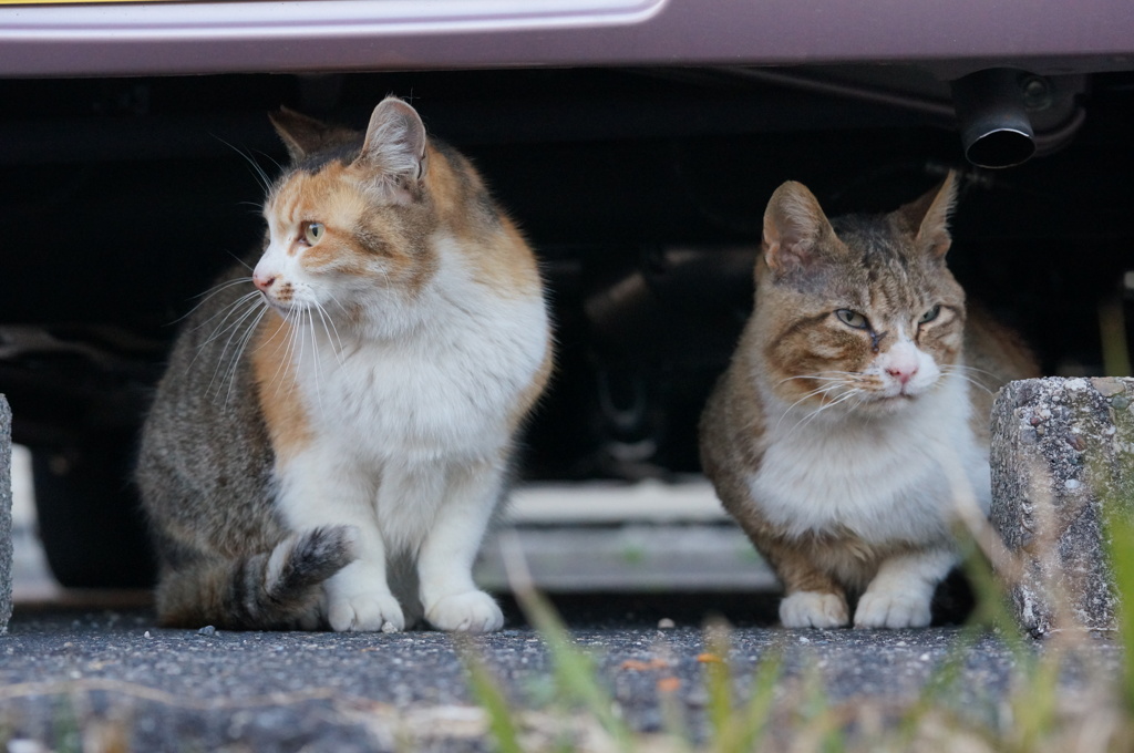 2018年 ご近所猫_119