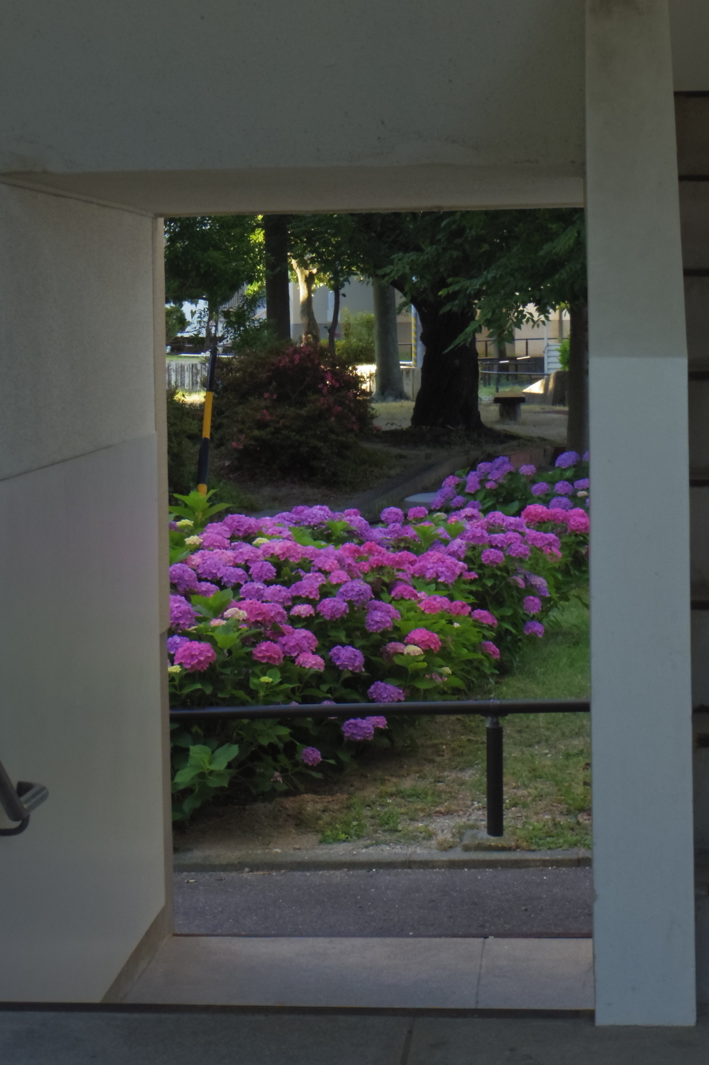 早朝散歩で。（紫陽花２）