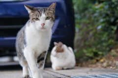 朝、逢った猫達 9月18日 (2)