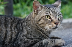 朝、逢った猫 7月20日 （2）