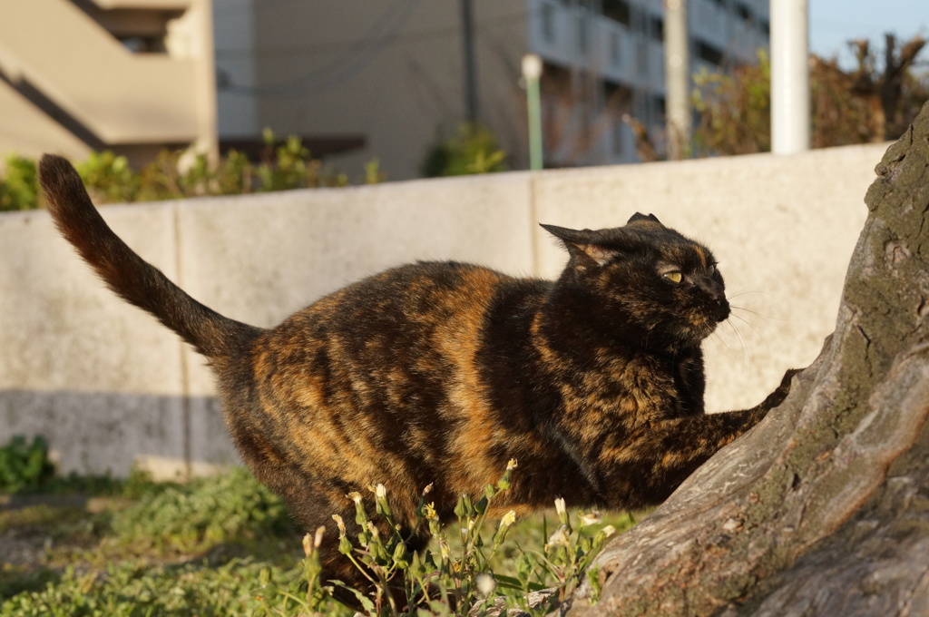 2018年 ご近所猫_108