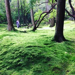 苔寺