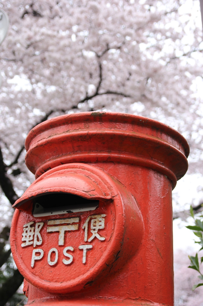 桜