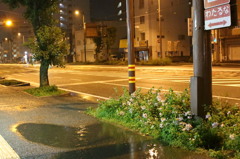 真夜中の水たまり