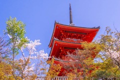 京都の春（20）