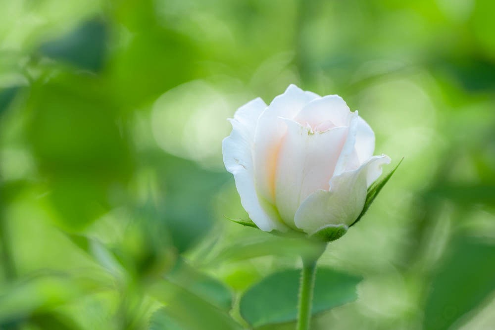 ハイジの村（９）