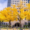秋の日本大通り（３）