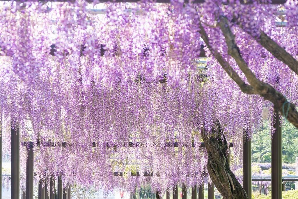蓮華寺池の藤（３）