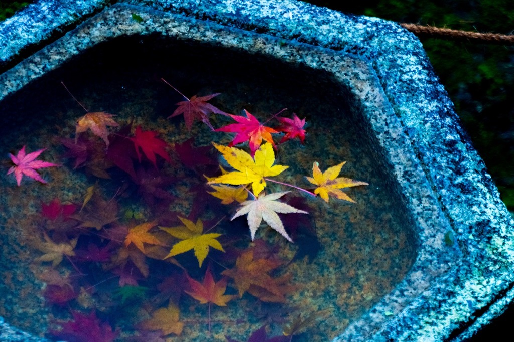 秋の京都（13）