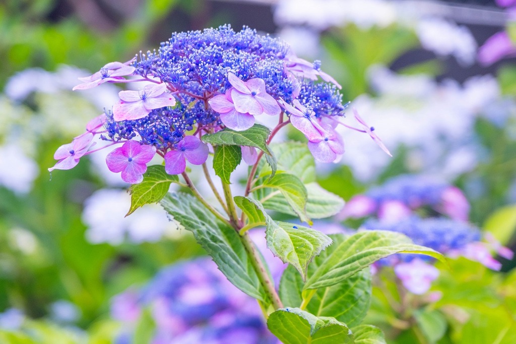 大鐘家の紫陽花（３）