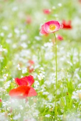 花の都公園（６）
