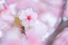 2021年春の訪れ（３）